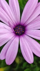 Obraz premium pink cosmos flower