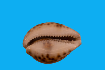 Close up of a seashell isolated on a light blue background