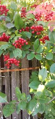 beautiful viburnum bush behind the fence
