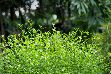 Fresh green nature bamboo leaf and tree background asian vietnam traditional style