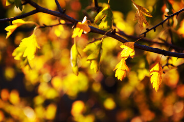 Autumnal leaves background . Fall leaves with sunlight 