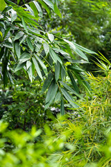 Fototapeta na wymiar Fresh green nature bamboo leaf and tree background asian vietnam traditional style