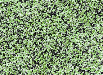 Sea stones background Nature Sea eco River