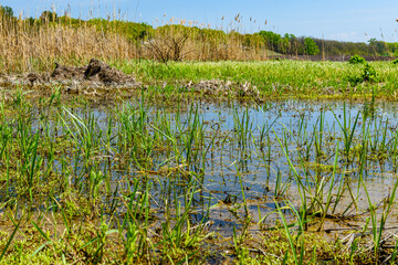 Bulrush plants in the swamp on summer
