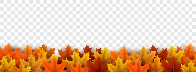 Maple leaves top frame on transparent background.
