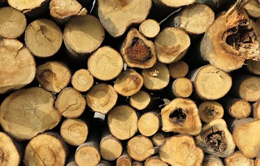 Möbelaufkleber wooden log house, wood cut across the background, Wood cut across, bark beetle calamity © hary_cz