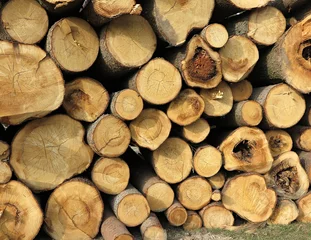 Möbelaufkleber wooden log house, wood cut across the background, Wood cut across, bark beetle calamity © hary_cz