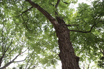 公園の木2