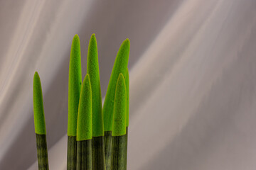 Evergreen indoor plant with velvety tips
