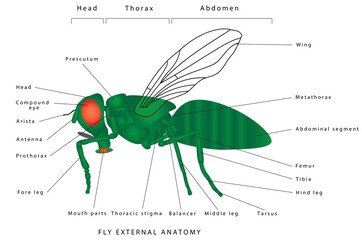 Anatomy of a fly. Fly external anatomy. Morphology of a fly (lateral view). A green common fly. Insect - a realistic fly, fly silhouette. Diagram showing parts of fly. 