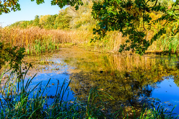 Small lake in the forest on summer