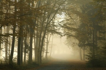 Forest path on a misty autumn morning