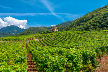 Fototapeta na wymiar Terraced vineyards of Aigle in Canton of Vaud, Switzerland, Europe. Spectacular scenery of rows of vines growing during the summer. Seasonal background. Wine region with popular tasting tours.