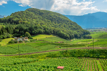 Fototapeta na wymiar Aerial view of terraced vineyards of Aigle in Canton of Vaud, Switzerland, Europe. Spectacular scenery of rows of vines growing during the summer. Wine region with popular tasting tours.