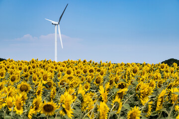 風力発電の風車とひまわり畑　千葉県銚子市　日本