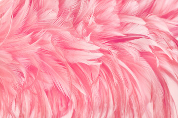 Beautiful rose gold color bird feathers pattern texture background.