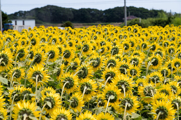 Obraz premium 風力発電の風車とひまわり畑 千葉県銚子市 日本
