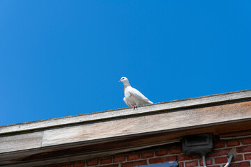 Obraz premium White turtledove sits on the edge of a roof with a blue sky as the background