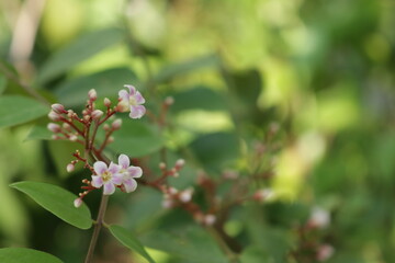 Close up photo of beautiful carambola flowers. Starfruit/pink blossom tree