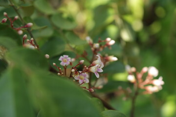 Close up photo of beautiful carambola flowers. Starfruit/pink blossom tree