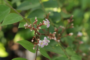 Fototapeta premium Close up photo of beautiful carambola flowers. Starfruit/pink blossom tree