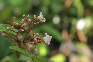 Close up photo of beautiful carambola flowers. Starfruit/pink blossom tree