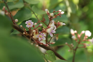 Close up photo of beautiful carambola flowers. Starfruit/pink blossom tree