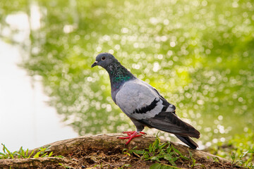 Pigeon standing near pond in the park