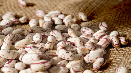 Beans on jute background, fresh raw cranberry beans, healthy nutrition concept