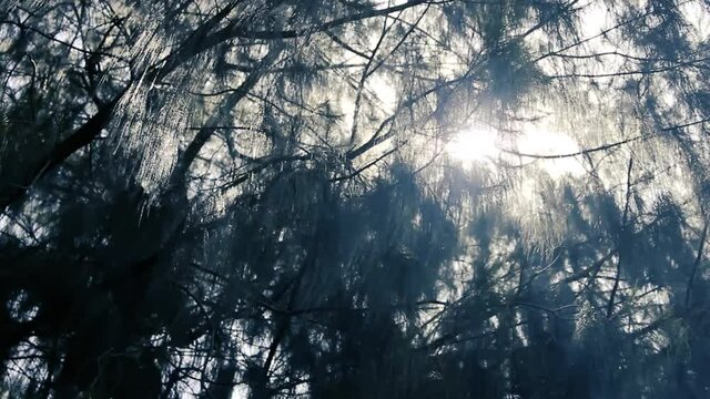 Surprisingly beautiful soft needles hang from the coniferous tree (pine like PГ&shy;nus patula) and shimmer in the contrasting sunlight - silver needles, under a roof of foliage. Sri Lanka
