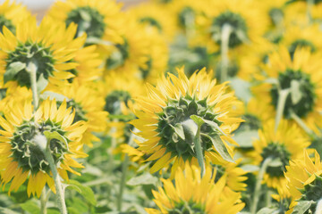 満開のひまわり畑　千葉県銚子市　日本