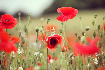 Obraz premium Common poppies flowering in a hay meadow in Guildford, Surrey, UK