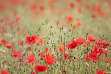 Fototapeta premium Common poppies and seed heads after flowering in a hay meadow in Guildford, Surrey, UK