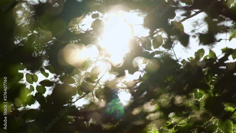 Aufkleber green nature background. rich green leaves of a tree waving in wind. beautiful roundish bokeh. sun s