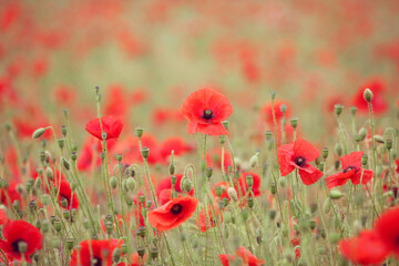 Common poppies flowering in a hay meadow in Guildford, Surrey, UK