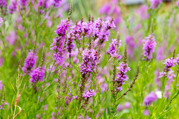 Flowers Ivan Tea - medicinal plant closeup. Macro. Soft selective focus