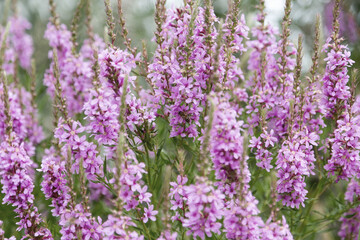 Obraz premium Flowers Ivan Tea - medicinal plant closeup. Macro. Soft selective focus