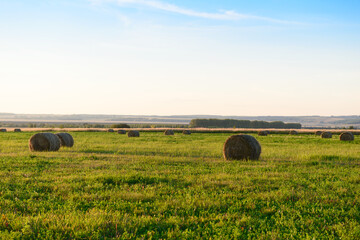 Rolled sheaves of hay in a mown field on a summer evening