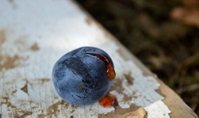 A drop of juice on a cracked plum on a background of naturally aged white boards