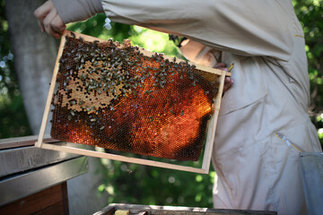 Man beekeeper holding honeycomb frame full of bees in apiary. - Powered by Adobe