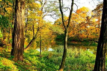 park, przyroda, drzewa, rośkinność , natura, strumyk, panorama, las, drzewostan,  © woodyd