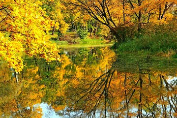 park, przyroda, drzewa, rośkinność , natura, strumyk, panorama, las, drzewostan,  © woodyd