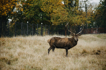 red deer stag