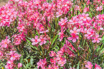 View of a pink oleander plant