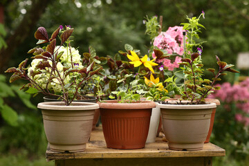 red lily flower close up photo on pot plants background