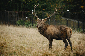 red deer stag