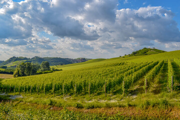 Fototapeta na wymiar Vineyards with cloudy sky in the southern part of Piedmont (Italy)