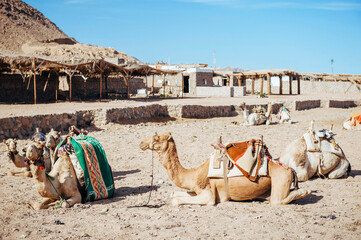 Camel ride at desert safari in Egypt. Camels Resting in The Thar Desert