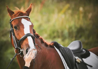 Foto op Canvas A beautiful sorrel horse with a saddle on its back and a bridle on its muzzle the rider carefully wipes the muzzle with a cloth in the summer day. ©  Valeri Vatel