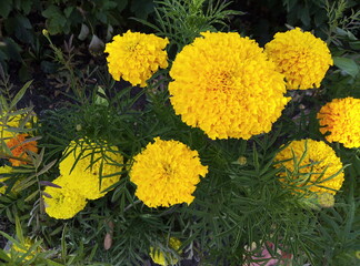 yellow flowers in the garden